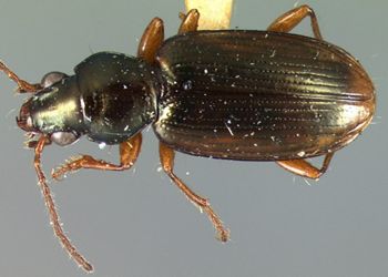 Media type: image;   Entomology 33064 Aspect: habitus dorsal view